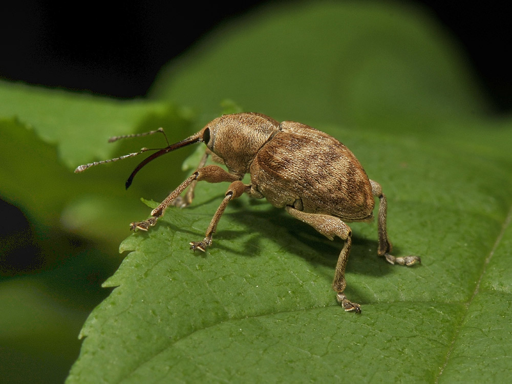 Curculio da identificare